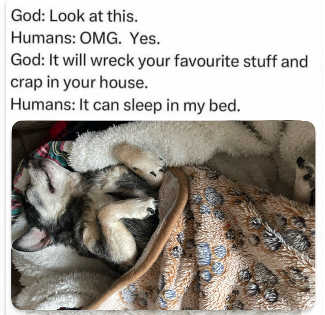 Howardthedoggo's tweet photo. It sleeps in my bed…
#rescuedogs #seniordogs #dogmom https://t.co/I1psuD74Db