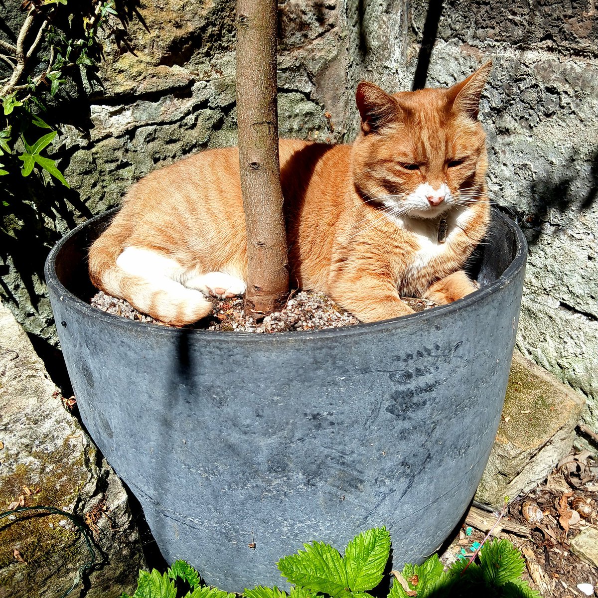 GMacraeBurnet's tweet image. When I told the wee guy he was Top Cat he thought I said Pot Cat 😼
