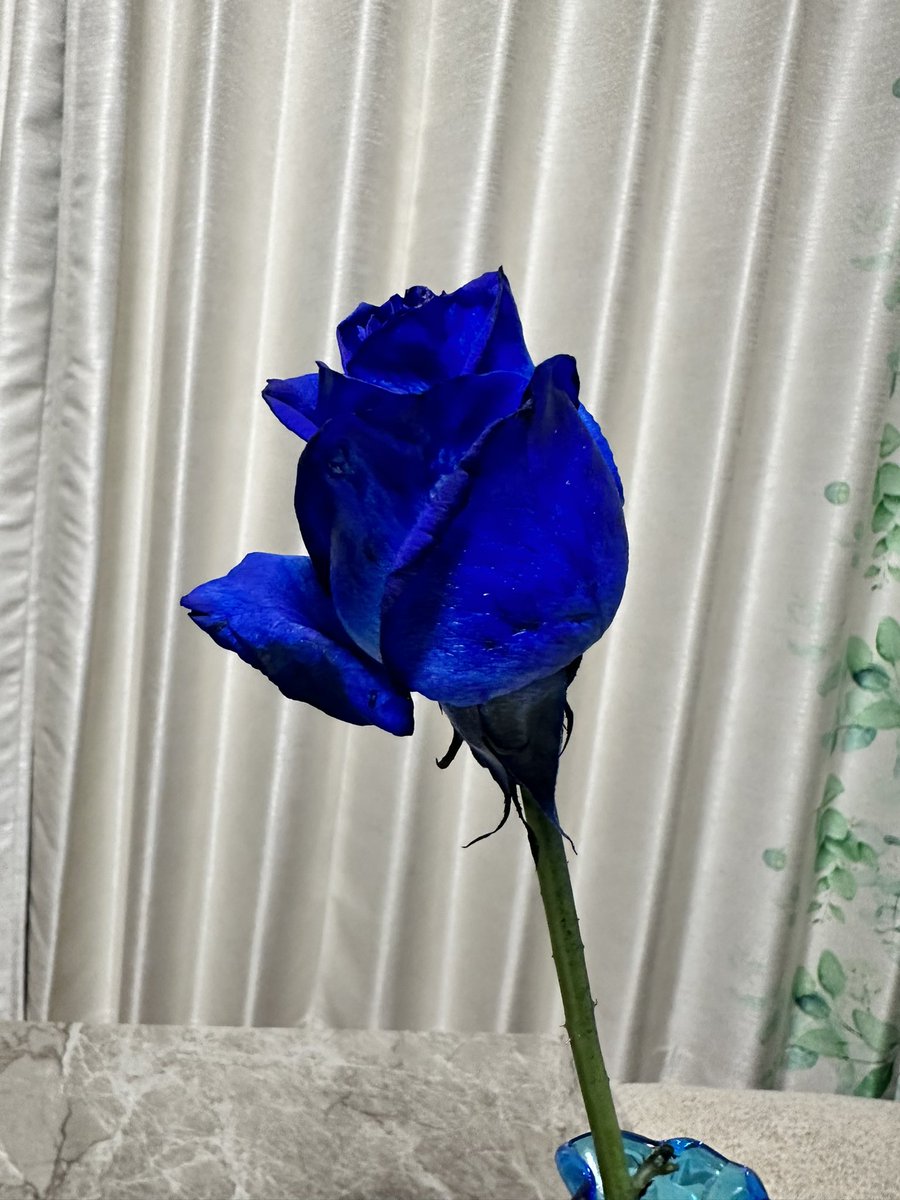 hikarugesui's tweet photo. 散ってしまった...
人生は諸行無常だねぇ🥀
最後にお風呂で一花咲かせました💎 https://t.co/ljtEl87lRg