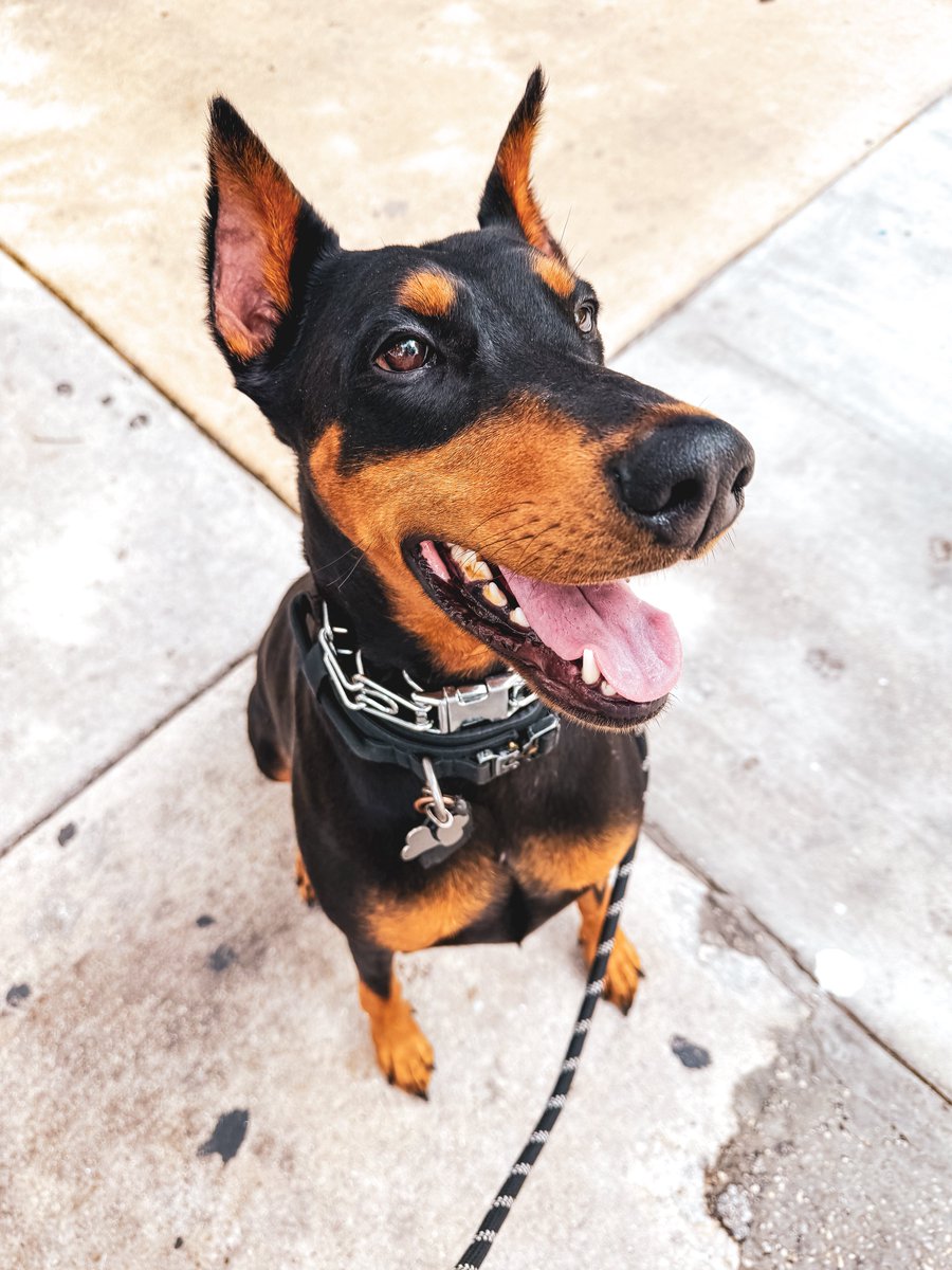 Bark tweet media