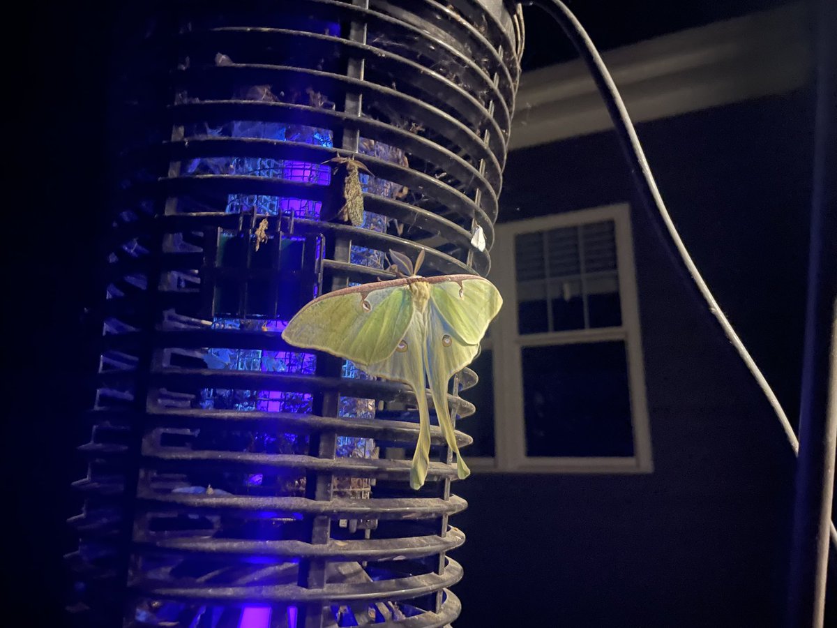 Late Night Visitor 😍