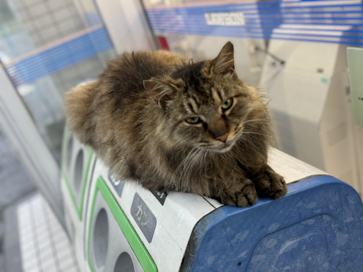 コンビニで雨宿りしてた猫が可愛すぎる件について