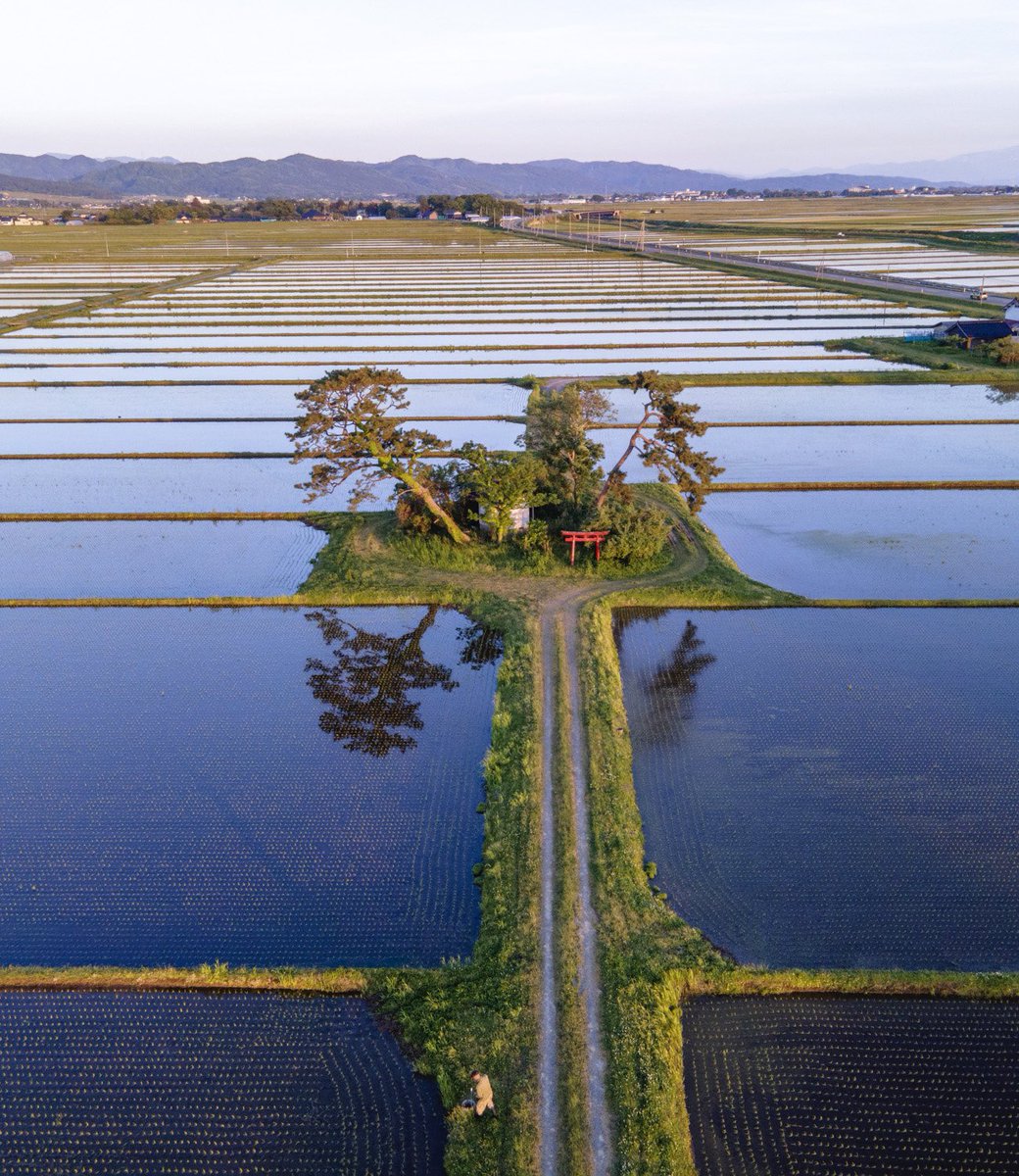 田んぼのまん中のポツンと神社、水面が鏡のように反射して青く染まり