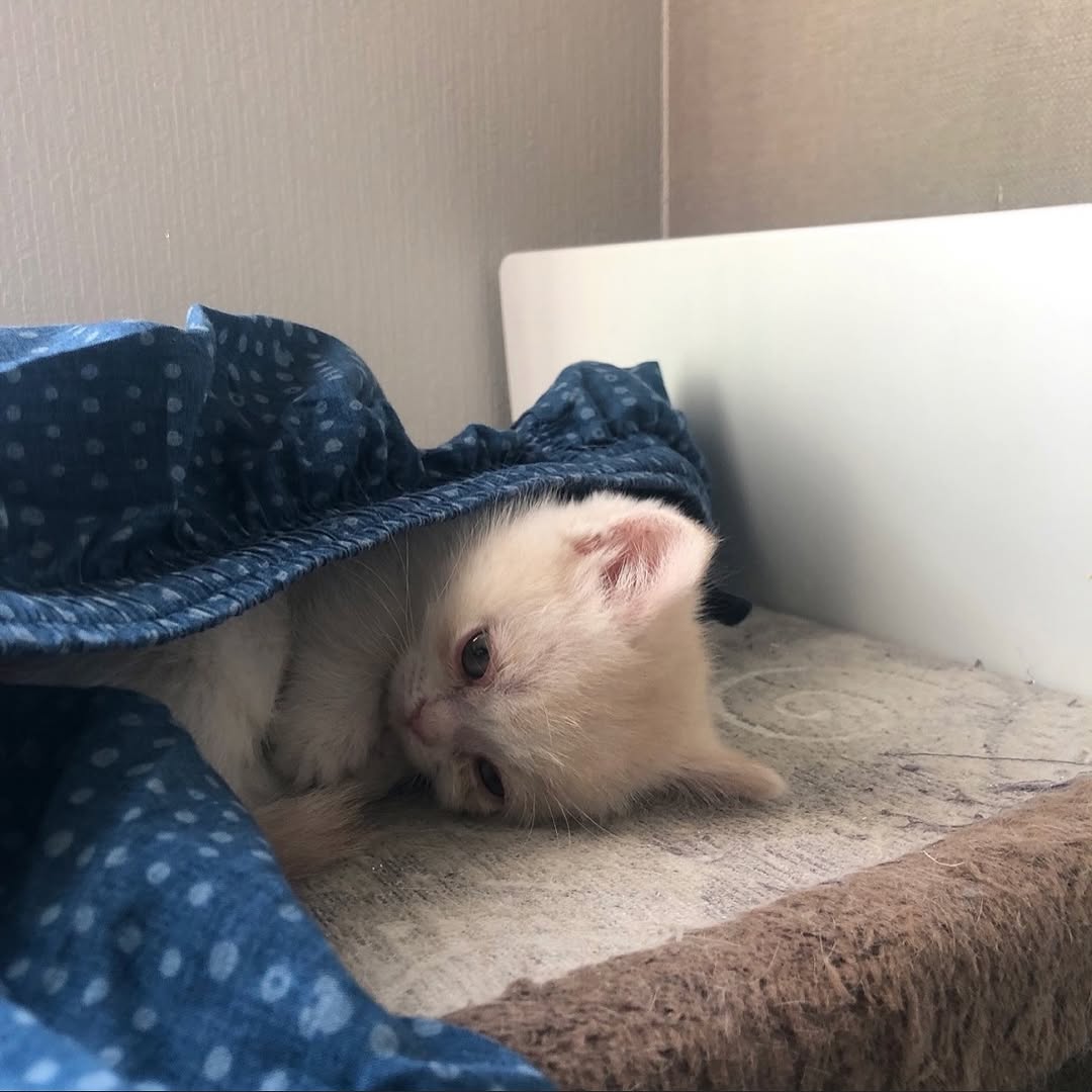 smol silly cat tweet media