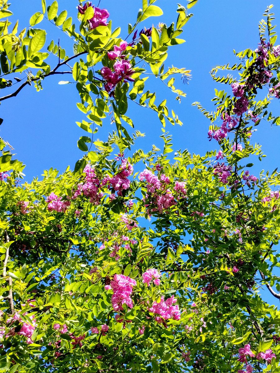 Blue skies and sunshine show off the flowers of our multi stemmed Robinia pseudo. Casque Rouge, ready and waiting to be dispatched to our contract grow customer.
.
#robinia #casquerouge #pinkcascade #tree #pinkflowers #contractgrow #treegrower #treenursery #jajones125 #southport