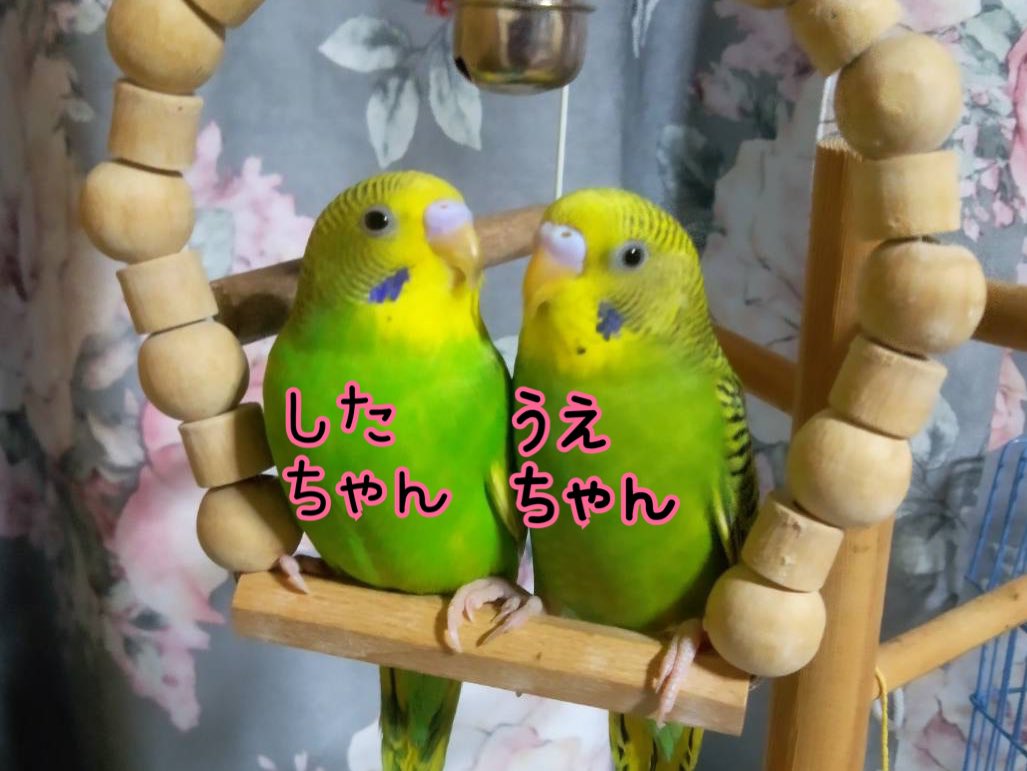 Tuchin1309's tweet photo. 心配してた　したちゃんシュッとした！
もう長介パパからちょうだいしてもご飯もらえなくて
頭突かれるようになった
そしたらうえちゃんがあげてる😳
1週間しか違わないのにえらいね　賢いね
しっかり者うえちゃん
甘えたのしたちゃん
#インコ https://t.co/hTwSDVNXOH