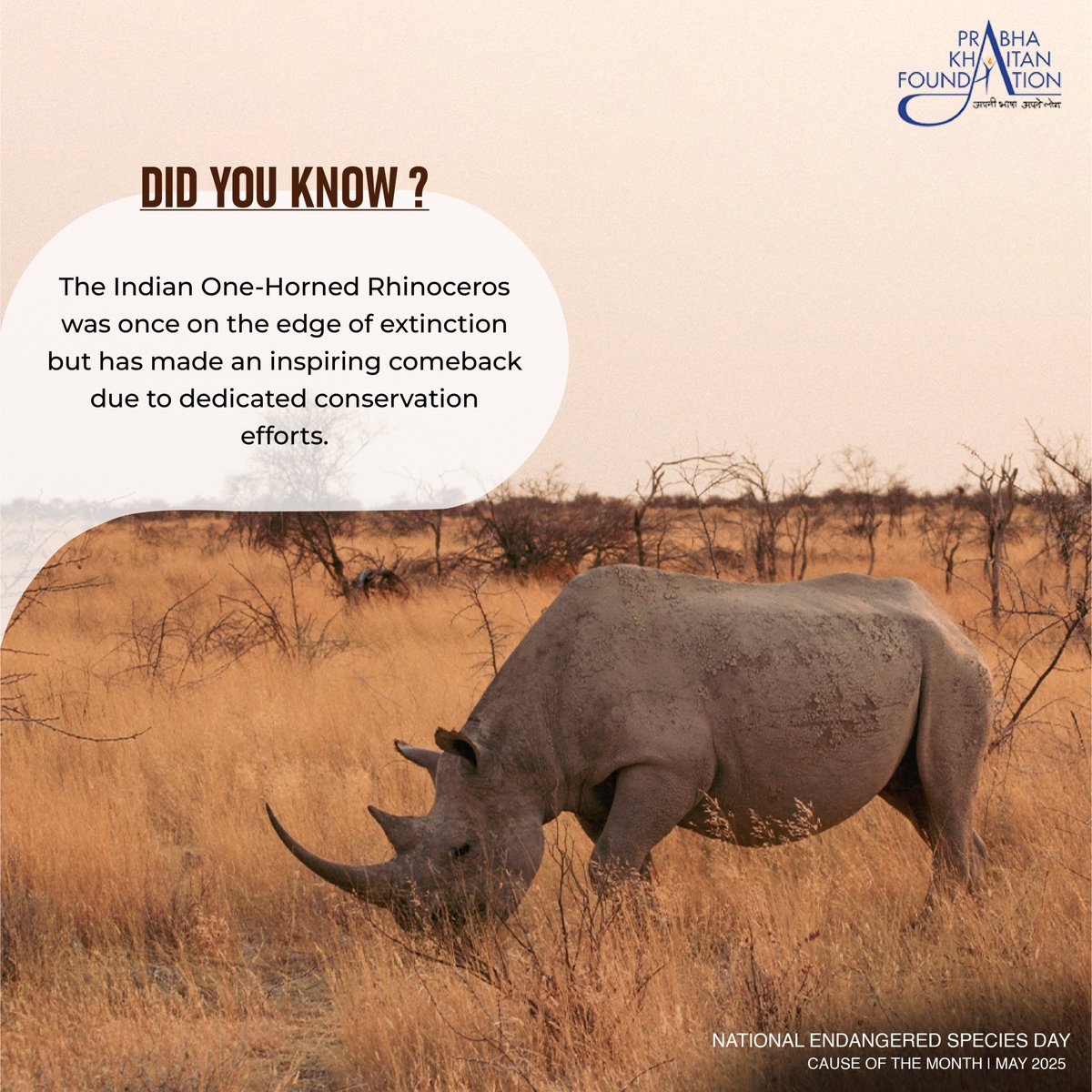 The Indian One-Horned Rhinoceros was once hunted so ruthlessly and displaced so drastically that its numbers had plummeted to just a few hundred in the early 20th century. Thanks to decades of dedicated conservation efforts, including strict protection, anti-poaching patrols, and
