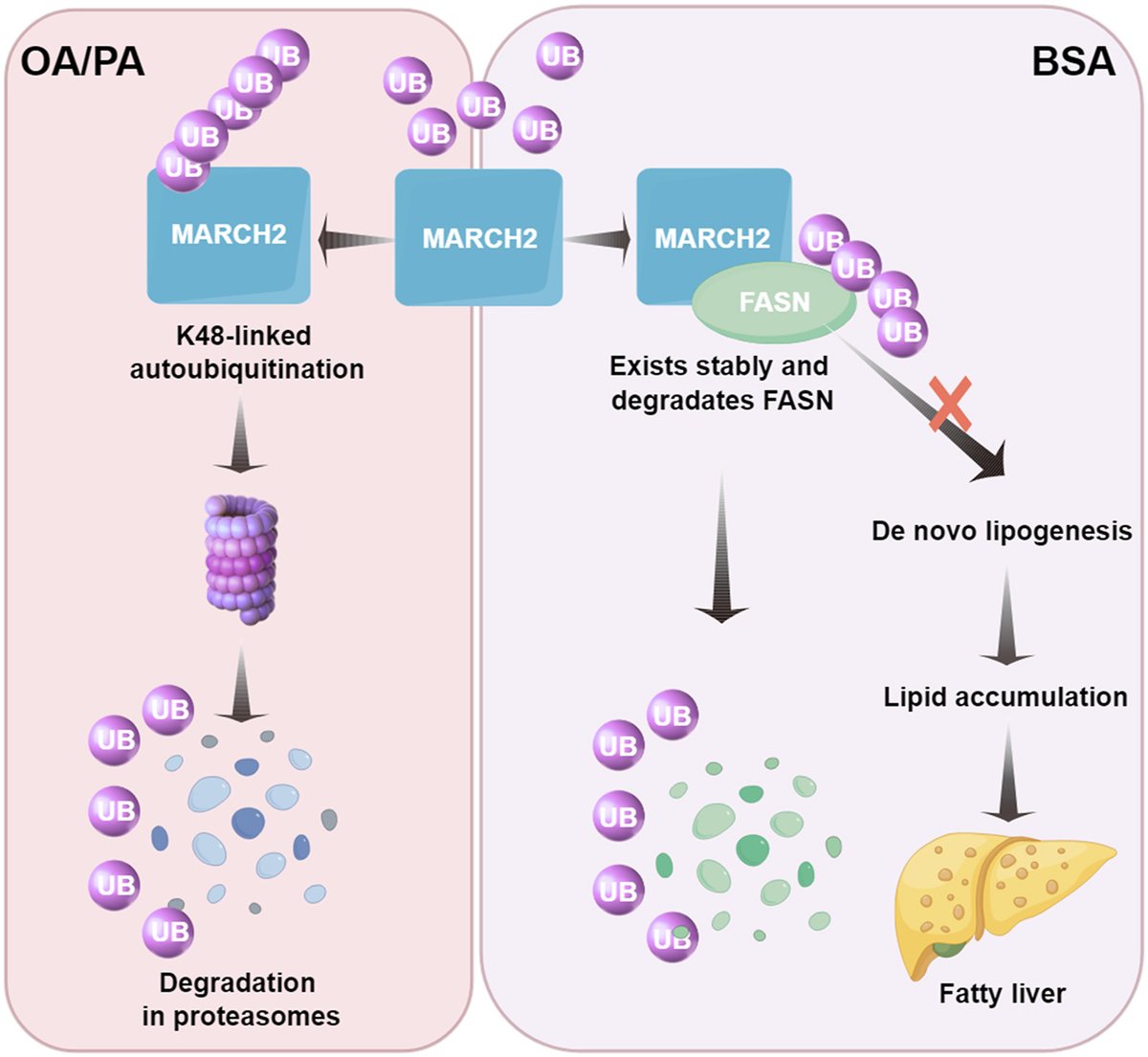 Molecular Metabolism tweet media