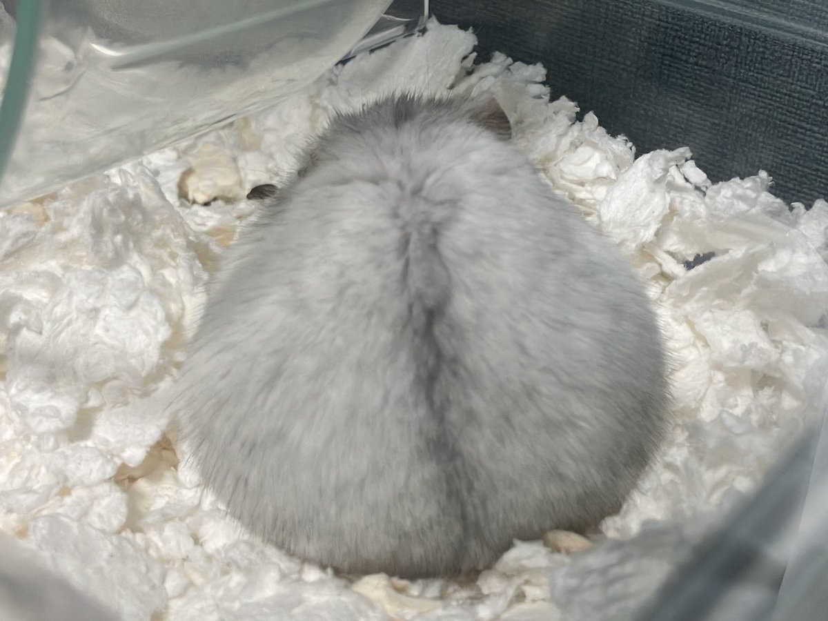 ケツでも見てろと
#ハムスター