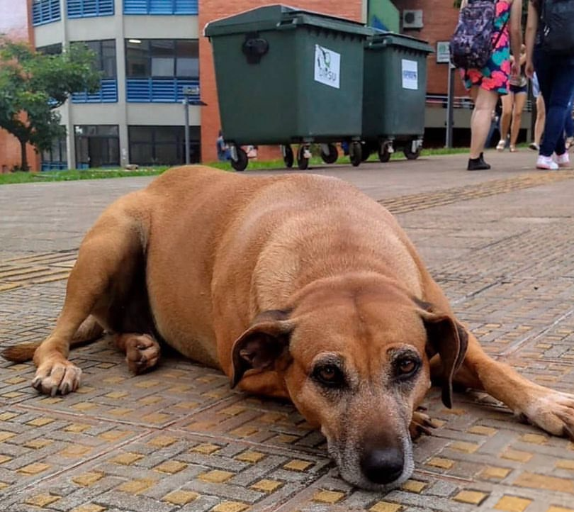 UFU_Oficial's tweet photo. cachorro balofo redondo não, respeita nossa sandra https://t.co/UwwxbZx59T