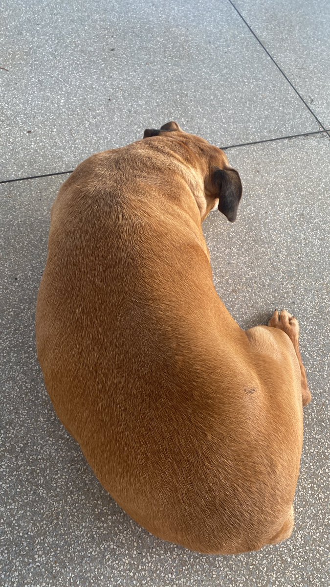 cachorro balofo redondo não, respeita nossa sandra