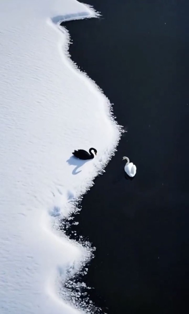 •Kültürlü olmak çok kitap okumak 
üniversiteler bitirmek çok yer gezip görmek sosyal yaşantı değil. 
Kültürlü olmak edeptir.
Saygıdır, özü duru kalbi berrak kalmaktır  en mühimi de insan olmaktır...

🤎🌸 🍂

#Güne_Notum