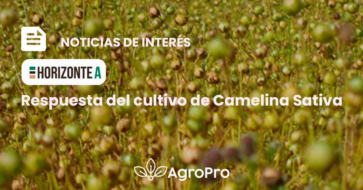 agroproag's tweet photo. 🌱 Camelina: resistente, rentable y regenerativa 💧🌾Bajo insumo, alto potencial 💥
Ideal para rotaciones y biocombustibles 🚜⚡
¡Leé la nota completa!
https://t.co/1CPJJIIAD0 https://t.co/TYLkQztui7
