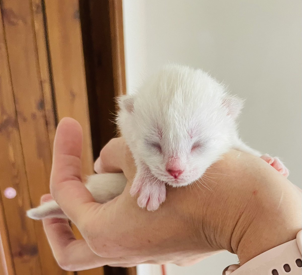 zmlsana's tweet photo. #stracciatella 🤍 https://t.co/i2Pfx4za29
