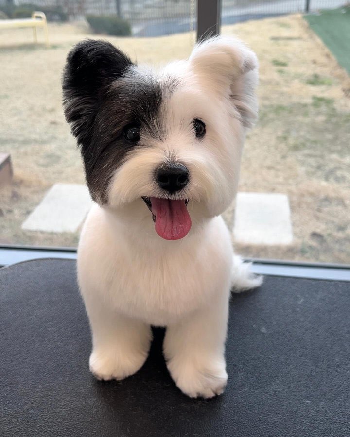 Puppieslover's tweet photo. ❤️ https://t.co/jZH1E2i1XG