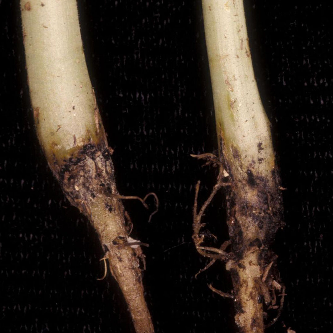 Sick seedlings = yield loss. 🌱 Wet soils, pests and cool temps can lead to seedling blight, damping-off and more. Catch the signs early and keep your cotton crop strong. spr.ly/60182Di1s