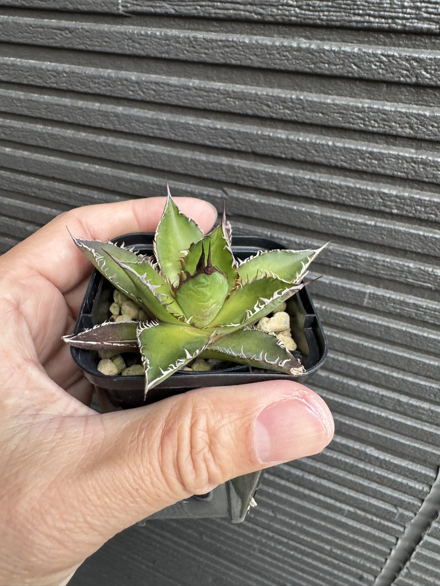 agave1982's tweet photo. うちのホリダドワーフ
ちいこい
子株から半年
特徴出てきた https://t.co/c0abzgpsLy