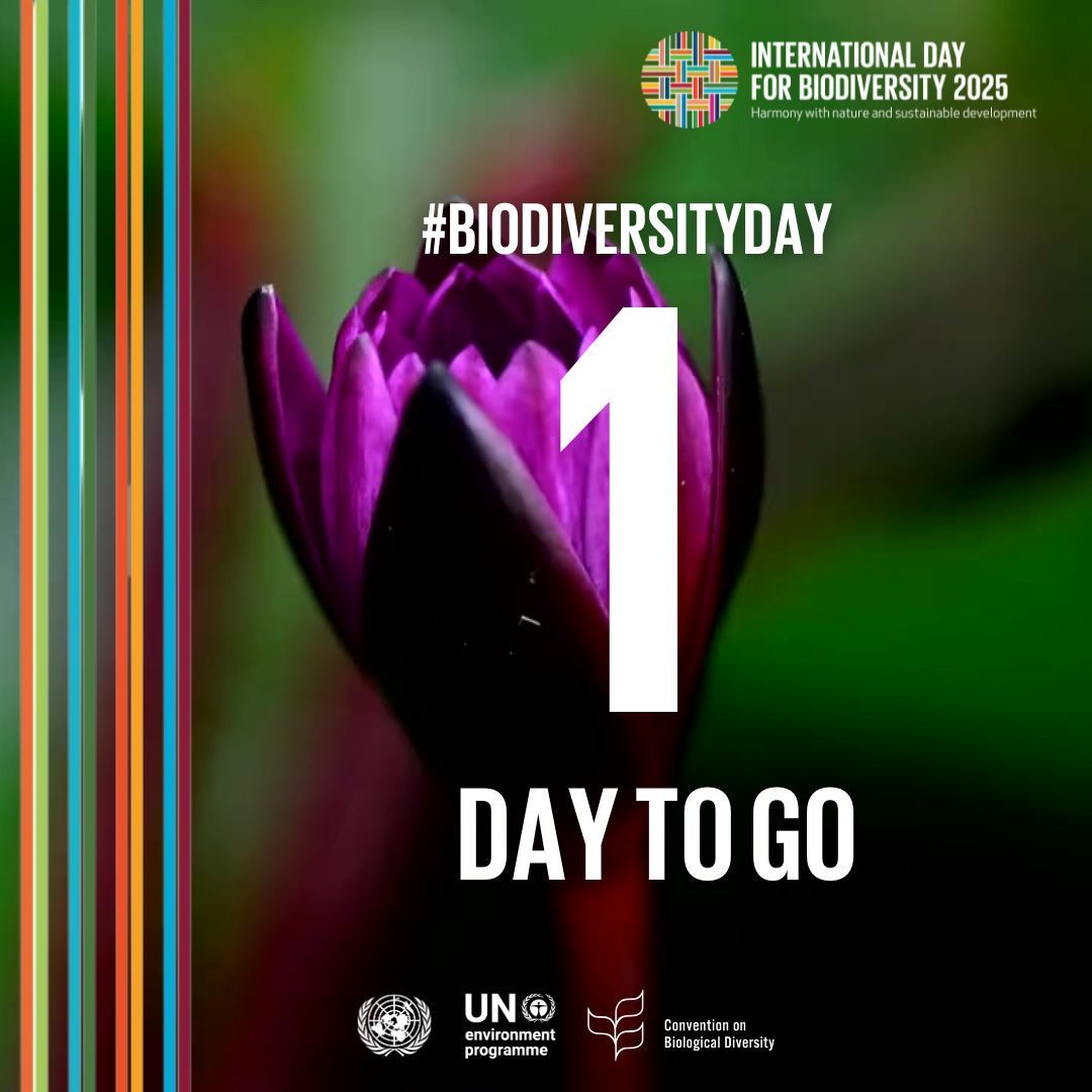 Centre for Biodiversity Genomics (CBG) (@cbg_uofg) on Twitter photo 🌿 #BiodiversityDay 2025 is 1 day away!
Since 2003, we have been bringing genomics to biodiversity research. This #BiodiversityDay, we are highlighting #biodiversity events and activities throughout our history at the <a href="/uofg/">University of Guelph</a> Centre of Biodiversity Genomics (CBG).
<a href="/UofGCBS/">College of Biological Science</a> 🌿 #BiodiversityDay 2025 is 1 day away!
Since 2003, we have been bringing genomics to biodiversity research. This #BiodiversityDay, we are highlighting #biodiversity events and activities throughout our history at the <a href="/uofg/">University of Guelph</a> Centre of Biodiversity Genomics (CBG).
<a href="/UofGCBS/">College of Biological Science</a>