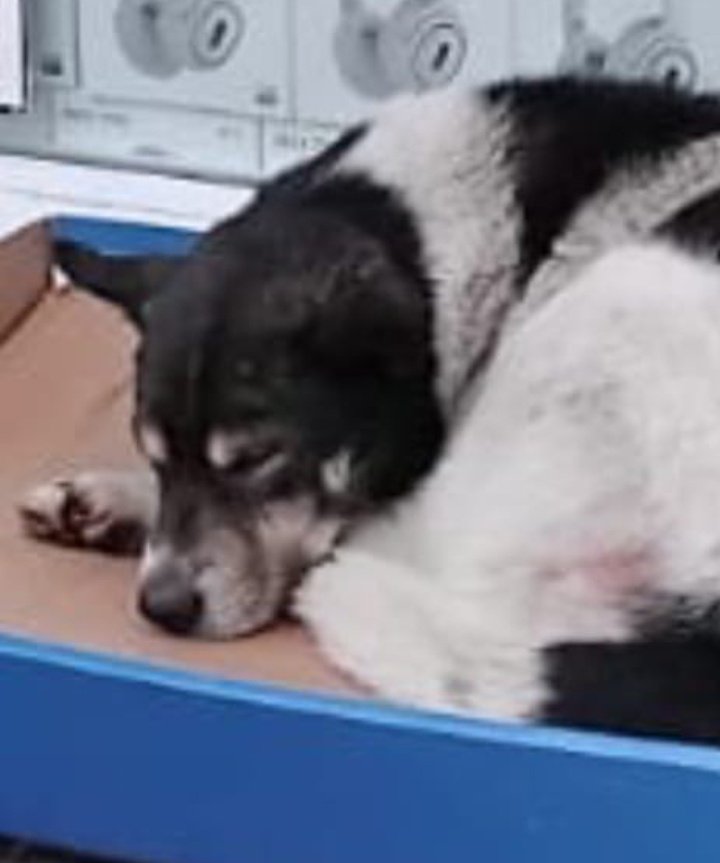 🚨🚨KAYİP ARANIYOR 🚨🚨
SİYAH KÖPEĞİMİZ ARNAVUTKÖY'DE, DİĞERİ İSE BEYOĞLU'NDA KAYBOLDU.AMA İKİSİ DE HERYERDE OLABİLİR.
PAYLASİM DESTEĞİ VERİR MİSİNİZ 🙏