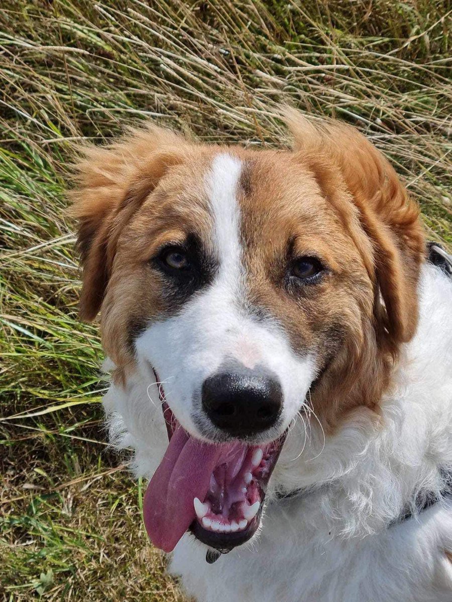 rescuedoggypaws's tweet image. Chester is in foster near #Peterborough but this will soon be coming to an end and he&apos;ll have to come back to the kennels. He is a guardian breed X and really needs an experienced large dog home and someone that understands his needs
1dogatatimerescue.org/registration/
#Spalding #Stamford