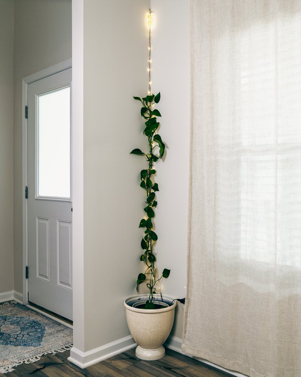 loftnleaf's tweet photo. Pothos decor with fairy lights | DIY Aesthetic plant wall idea
https://t.co/lUHCoWojAN
#PothosDecor #DIYPlantWall #IndoorVines #FairyLights #HomeDecor #PlantLovers https://t.co/NWCPjorJxA