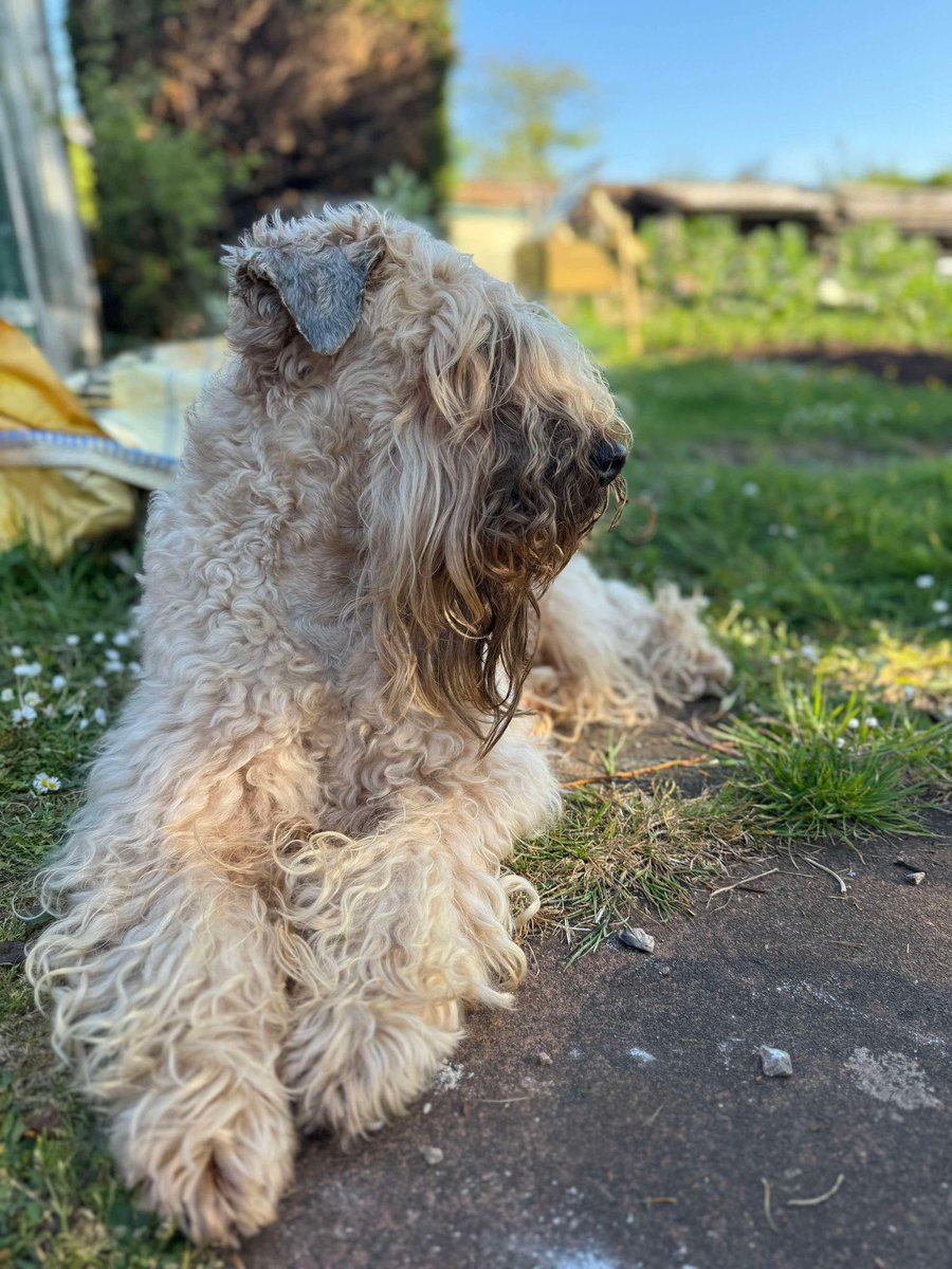 Silkcroft's tweet photo. Enjoying the summer sun in the garden 🪴 ☀️ 

😀 #wheaten #wheatenterrier #iscwt #scwt #summer https://t.co/AvFFo61ljw