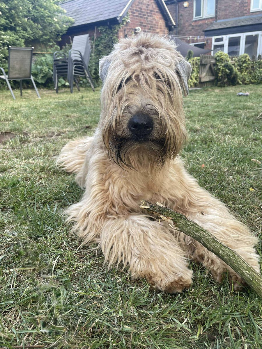 Silkcroft's tweet photo. Enjoying the summer sun in the garden 🪴 ☀️ 

😀 #wheaten #wheatenterrier #iscwt #scwt #summer https://t.co/AvFFo61ljw