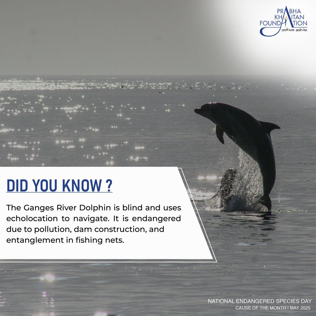 The Ganges River Dolphin, India’s National Aquatic Animal, is a truly unique and fascinating creature. Born nearly blind, it relies entirely on echolocation - a natural sonar - to navigate, hunt, and communicate in the murky waters of the Ganges, Brahmaputra, and their