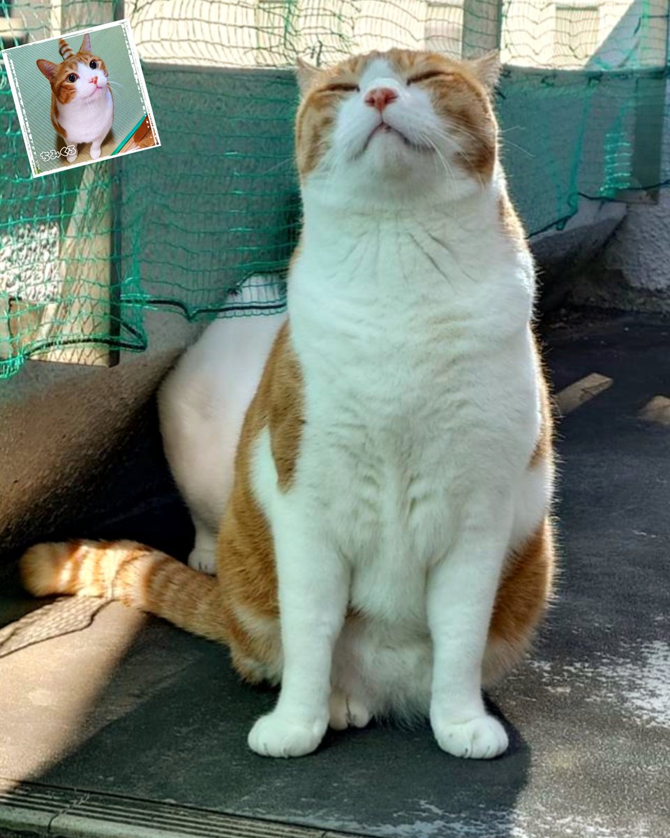 【愛のお背中ポリポリ🌜🥃】
ポリポリポリ👋
「あなたっ。ここがかゆいのね💓」
ポリポリポリ👋
「お〜そこじゃそこじゃ。気持ちええ🦫」
ポリポリポリ👋
「あなたっ。もっとかいてあげるわよ💓」
ポリポリポリ👋
「うたのポリポリは、最高じゃのう🦫」
ポリポリポリ👋
ポリポリポリポリ👋
#mnc_cats