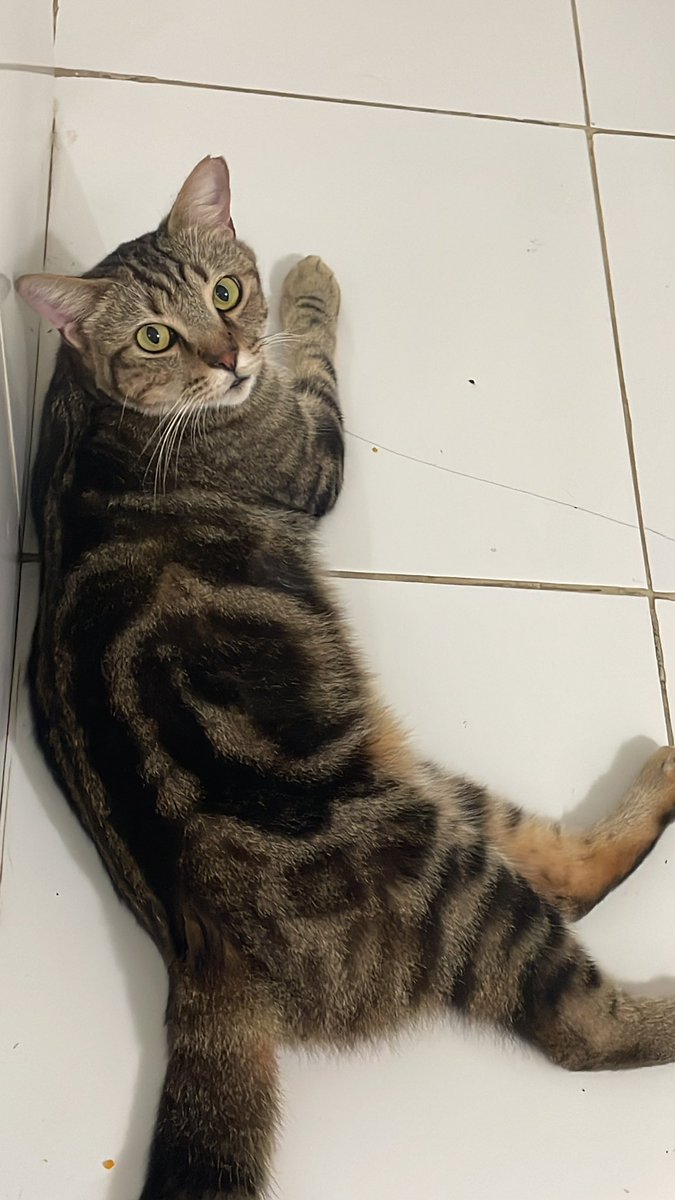 Thisrjok's tweet photo. Gais kucing aku mimo hilang dari senin tgl 19 Mei 2025 jam 12.30 an karena kelalaian dari pihak petshop hilang nya fi sekitaran daerah pancoran barat/mampang prapatan aku gatau lokasi fix nya karena dari oknum petshop ini kaya bingung juga hilang nya atau kabur nya kemana 😭 https://t.co/D7EOCG80R8