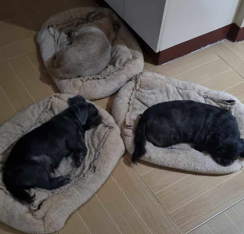SweepTotato's tweet photo. @hiccuppiee They've got a bit of chonk to them, but they're doggos. Trust https://t.co/GxyMTEp1uI