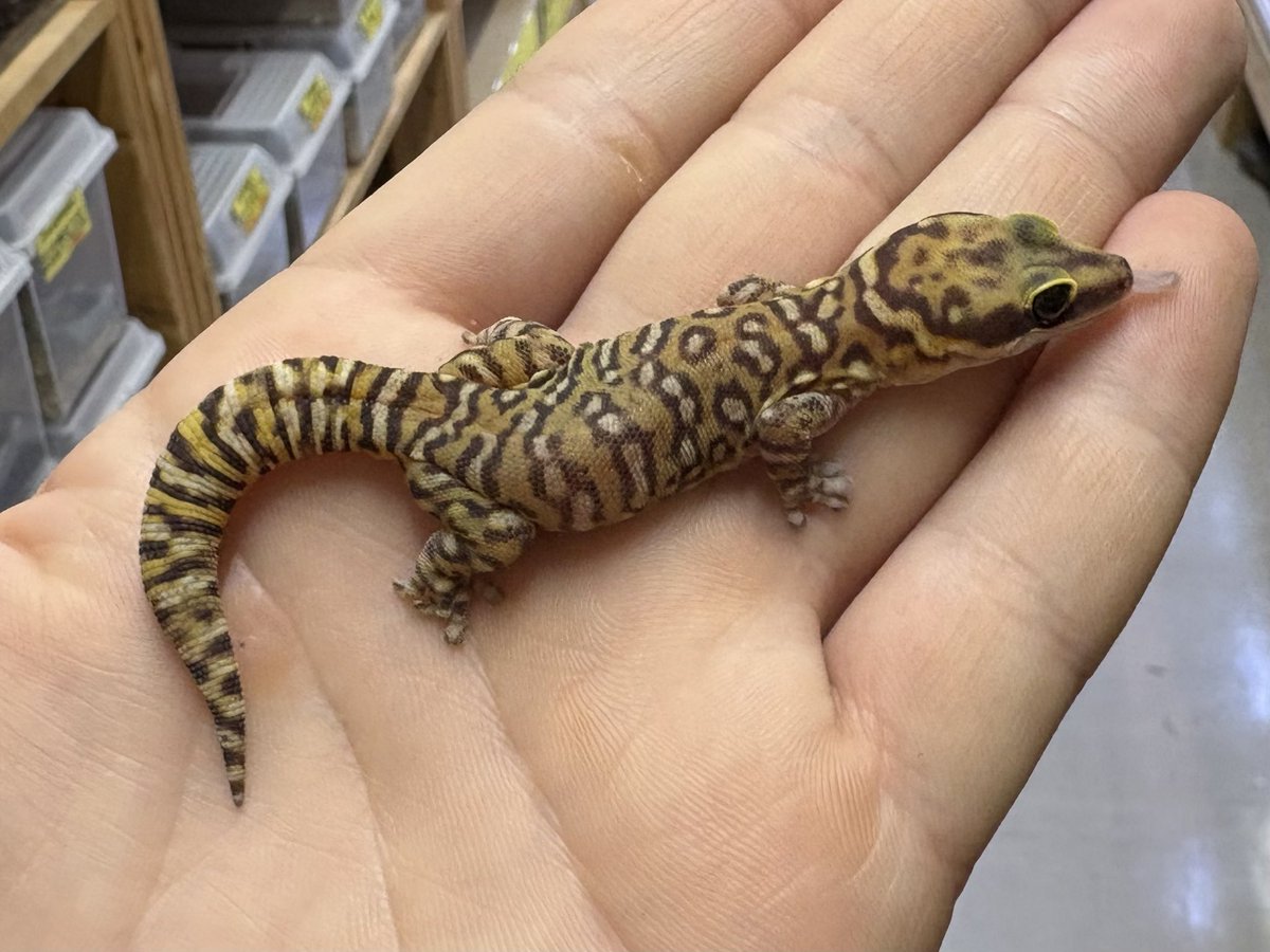 爬虫類倶楽部中野本店 本アカウント on X