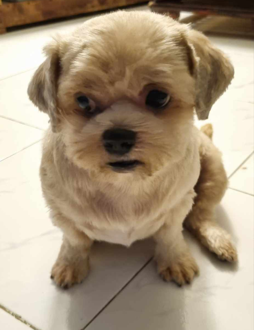 SweepTotato's tweet photo. @hiccuppiee They've got a bit of chonk to them, but they're doggos. Trust https://t.co/GxyMTEp1uI