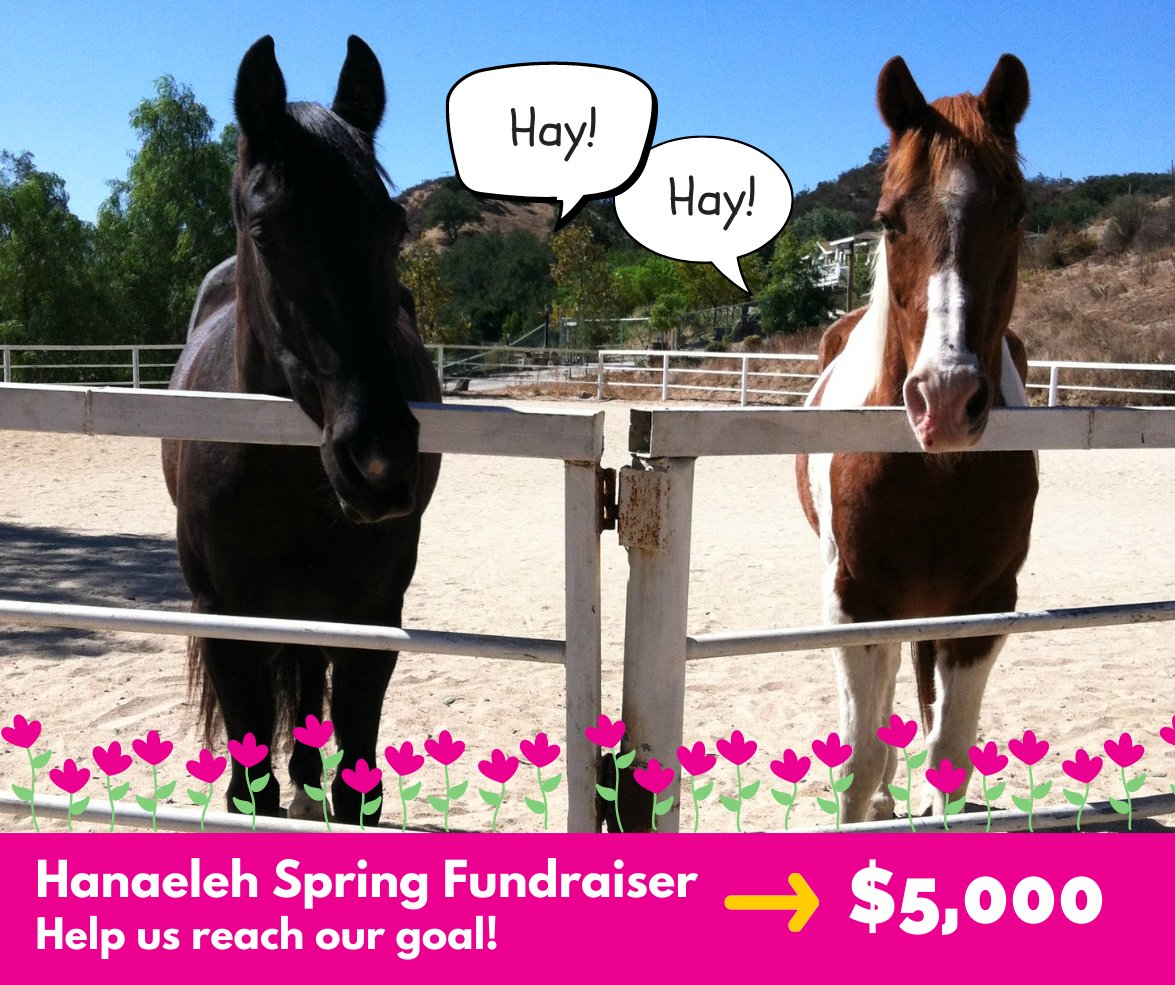 Meet Lola – A Loving Thoroughbred Mare Looking for a New Home (Fallbrook CA) - mailchi.mp/hanaeleh/meet-…