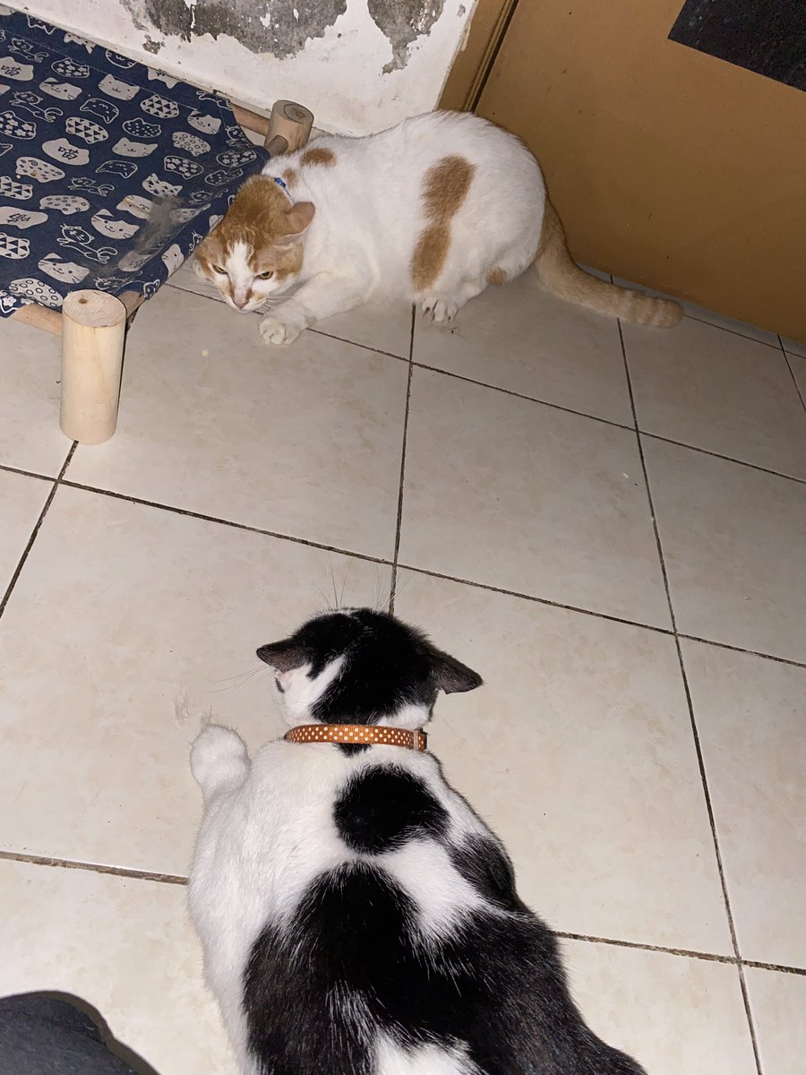 Ajib cari pasal ngan cici, yoyo bekap cici pukul ajib. YA YOYO PUKUL AJIB. Gila betul drama ni.