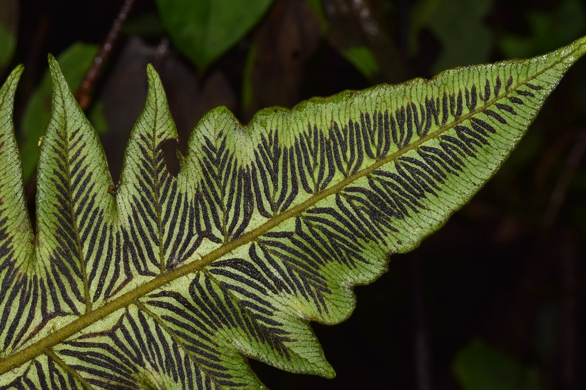 Florida Museum (@floridamuseum) on Twitter photo A coalition of 36 herbaria across the United States have teamed up to create a web portal for #ferns called the PteridoPortal.
“There were hundreds of thousands of records that were digitized specifically for this project,” said <a href="/gloquidias/">Lucas C. Majure</a>.
Story:
floridamuseum.ufl.edu/science/biolog… A coalition of 36 herbaria across the United States have teamed up to create a web portal for #ferns called the PteridoPortal.
“There were hundreds of thousands of records that were digitized specifically for this project,” said <a href="/gloquidias/">Lucas C. Majure</a>.
Story:
floridamuseum.ufl.edu/science/biolog…