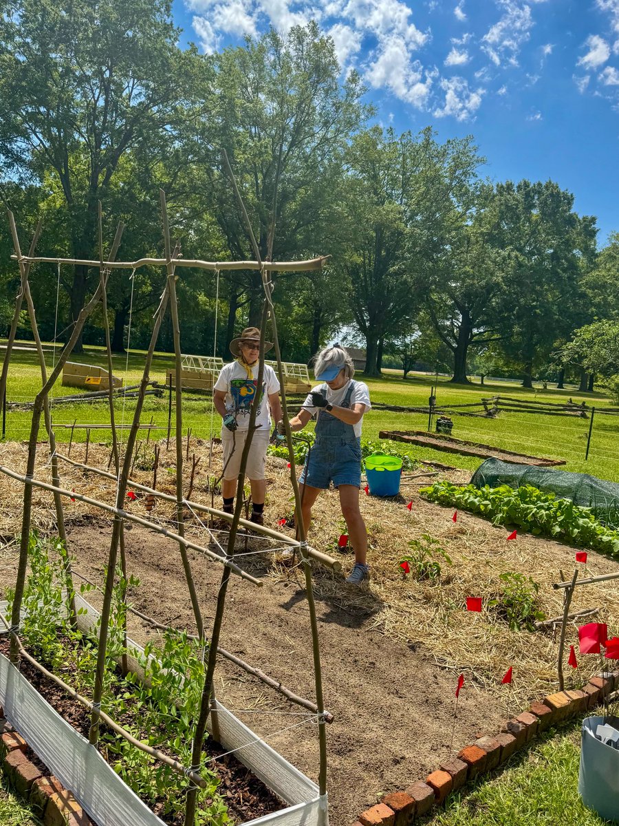 HistoricHope's tweet photo. Weaving a colonial style tomato table. https://t.co/71vDl6txwu