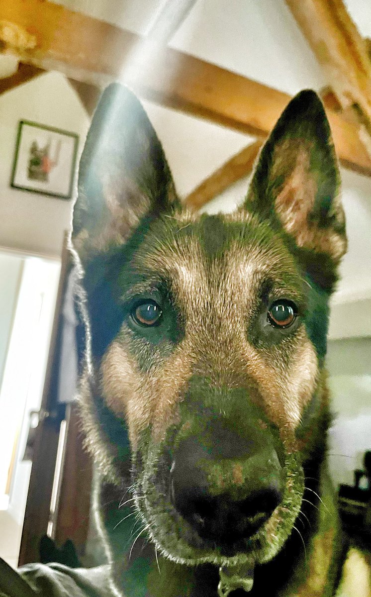 RPDQuest's tweet image. I think it’s time you got up off nights mum & took us for a walk!! Sorry for waking you up jumping on the bed!! (Not really sorry it’s sunny outside get up!) #retiredpolicedog #gsd #GermanShepherd #dogs #naughtydog