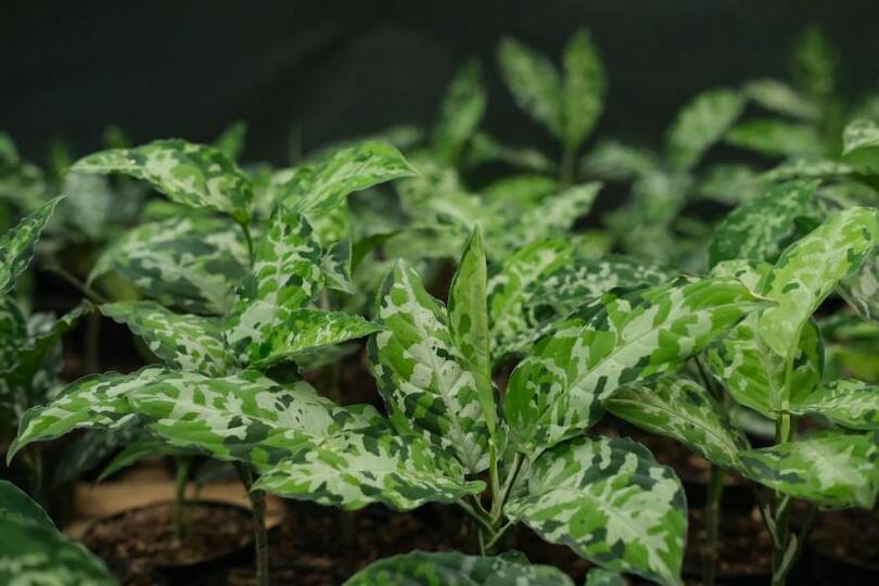 Merza Bam tweet media