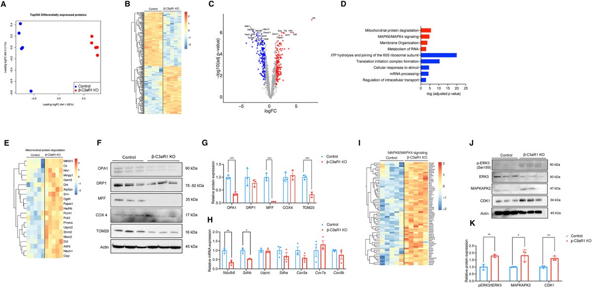 Molecular Metabolism (@molmetab) on Twitter photo #BetaCell-specific deletion of #C3aR1 impairs #insulin secretion, reduces β cell mass, and increases susceptibility to lipotoxicity.
This study highlights C3aR1 on β cells as a potential therapeutic target in #T2D.
👩🔬👨🔬<a href="/WeillCornell/">Weill Cornell Medicine</a> <a href="/WCMDeptofMed/">Weill Department of Medicine</a>
🔗sciencedirect.com/science/articl… #BetaCell-specific deletion of #C3aR1 impairs #insulin secretion, reduces β cell mass, and increases susceptibility to lipotoxicity.
This study highlights C3aR1 on β cells as a potential therapeutic target in #T2D.
👩🔬👨🔬<a href="/WeillCornell/">Weill Cornell Medicine</a> <a href="/WCMDeptofMed/">Weill Department of Medicine</a>
🔗sciencedirect.com/science/articl…