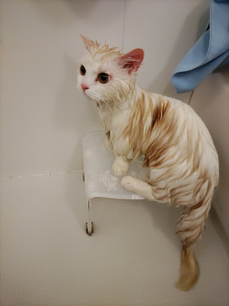 funya0717's tweet photo. 【不定期】猫のお風呂(^^) https://t.co/xk14fhttNG