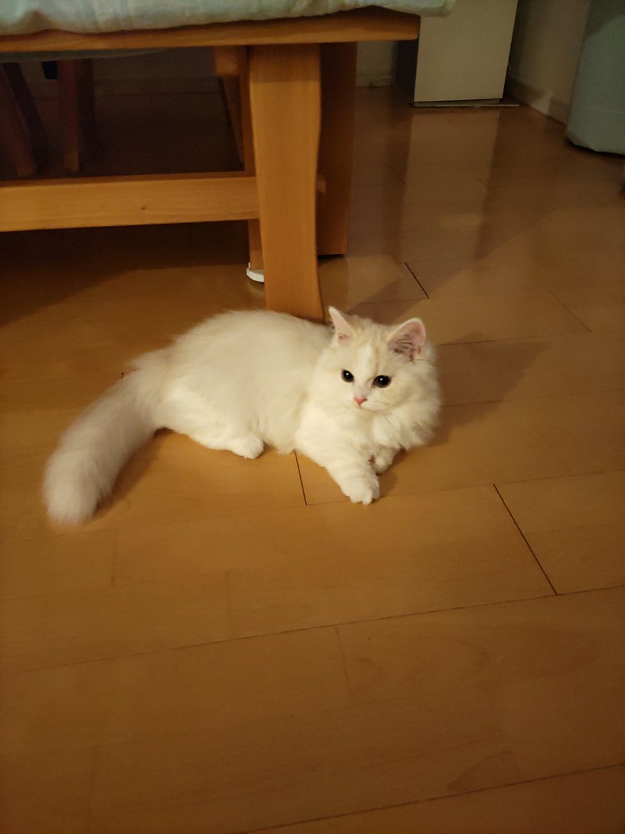 funya0717's tweet photo. 【不定期】猫のお風呂(^^) https://t.co/xk14fhttNG