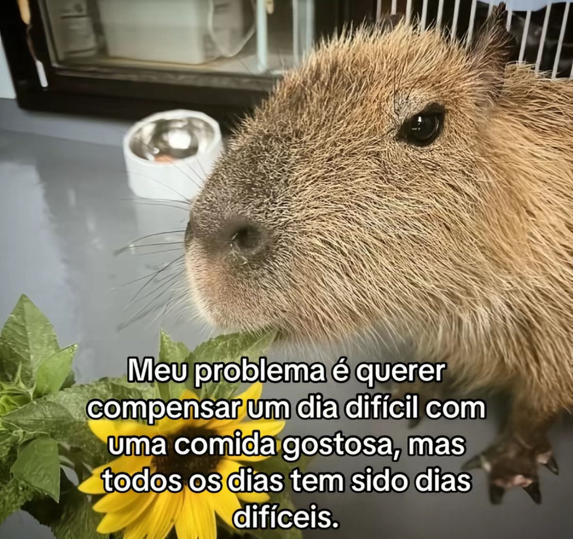 Pagina lixo (@paginalixo1) on Twitter photo 