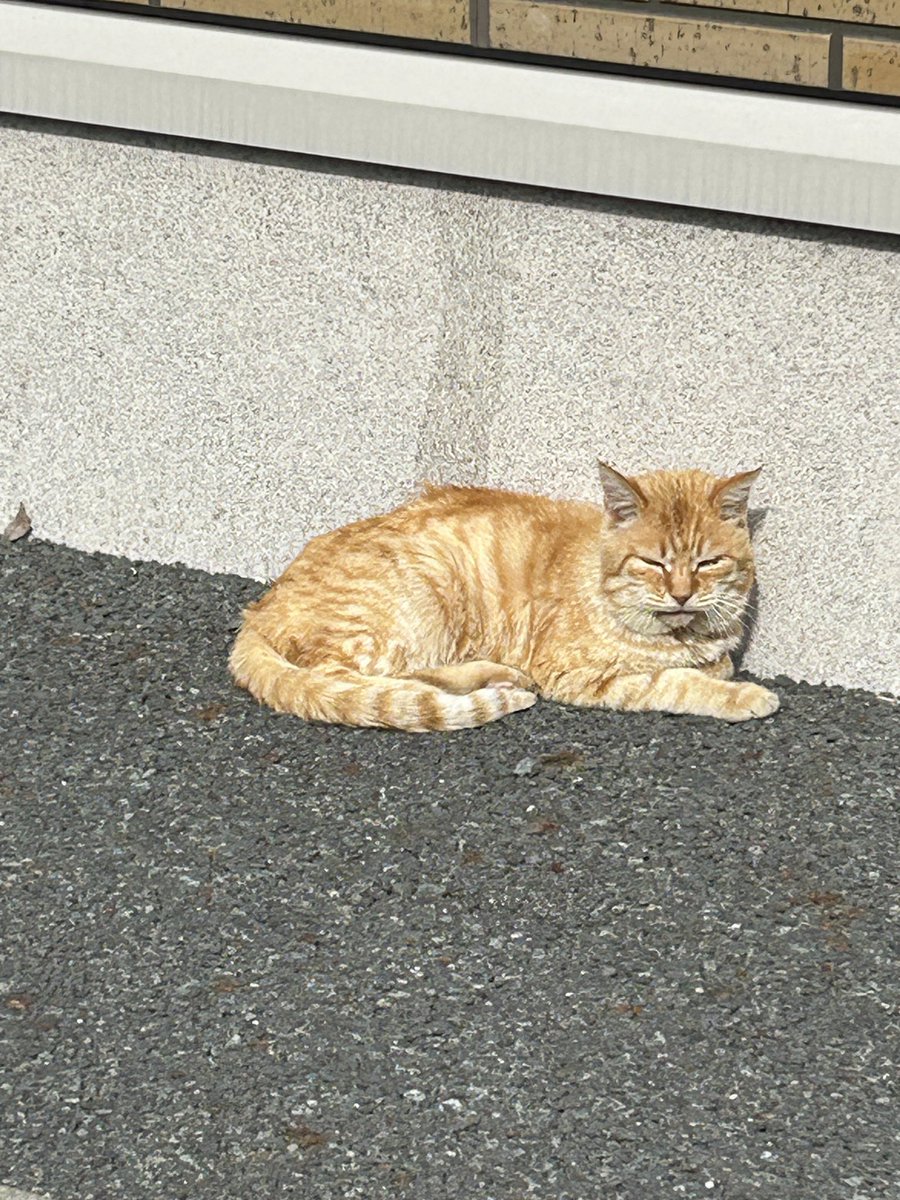 Key_10_eth's tweet photo. Sleeping #cat https://t.co/7D3hq8mQiA