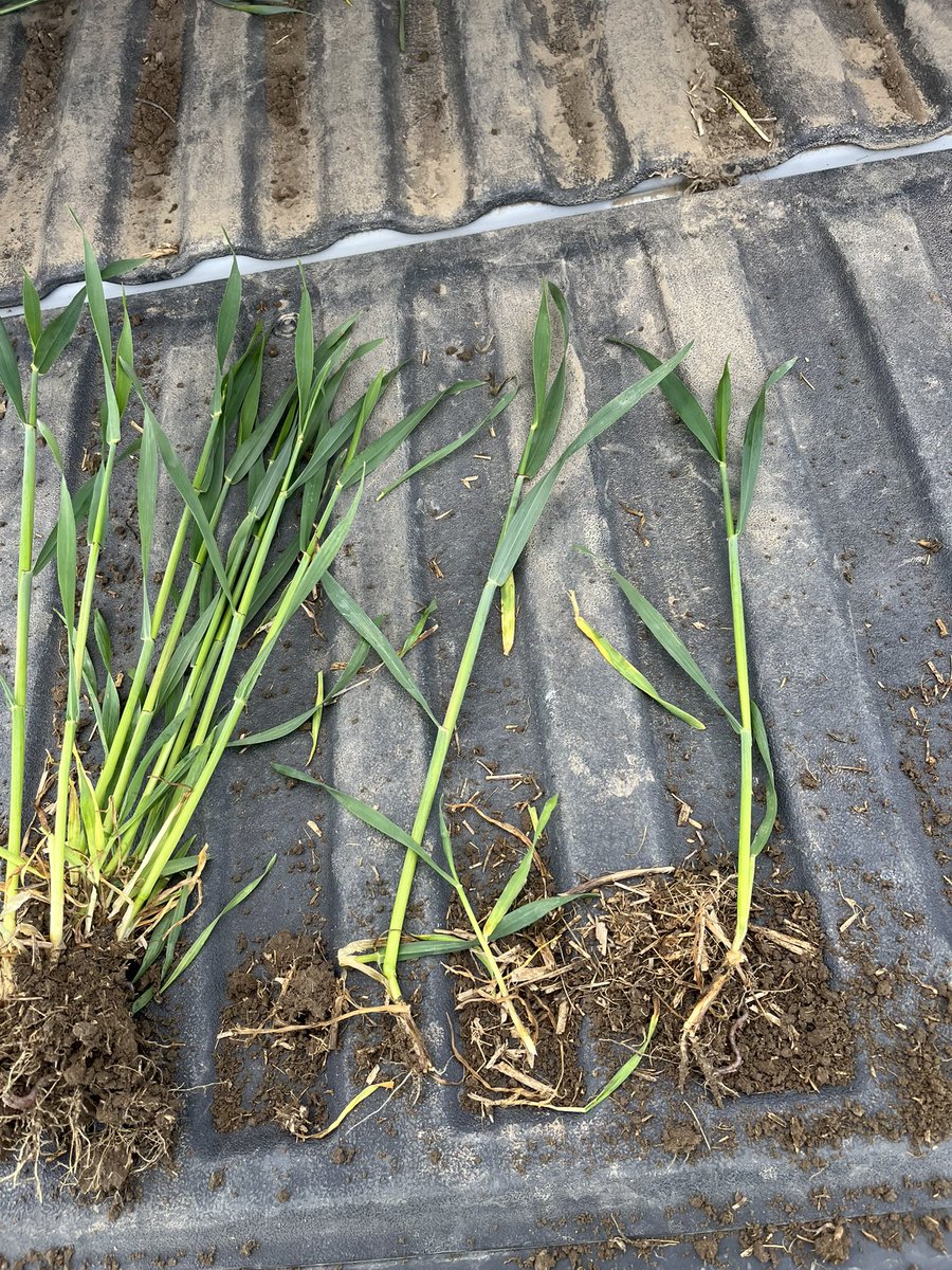 A fall crop you can seed late!
Tadeus fall trit - field one seeded Sept 11, field 2 seeded Oct 7.
About 1 leaf apart as one close to flag and one in boot.
Check out Tadeus fall trit as your go to forage triticale! stampseeds.com/tadeus-winter-…
#WestCdnAg