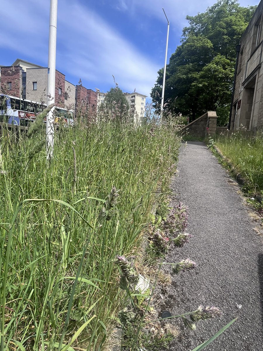 3 weeks in to #nomowmay and it was world Bee day yesterday! 🐝 
We are doing our bit in #Bradford city centre but the strimmer will be making an appearance in June