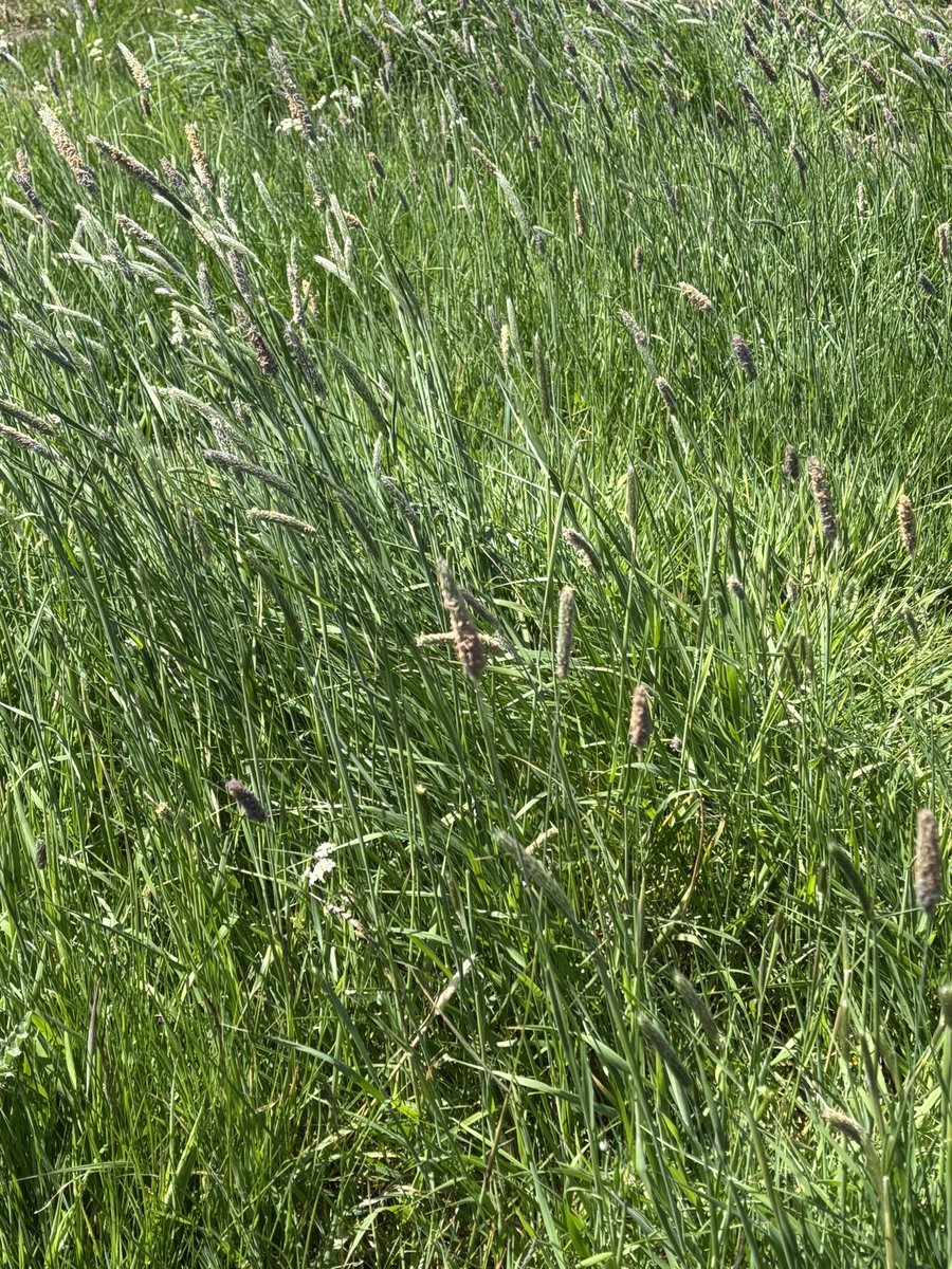 James Rebanks tweet media