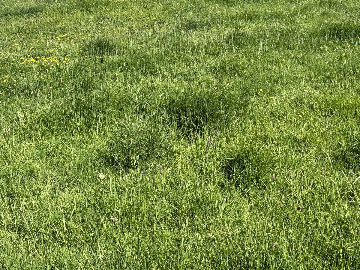 James Rebanks tweet media