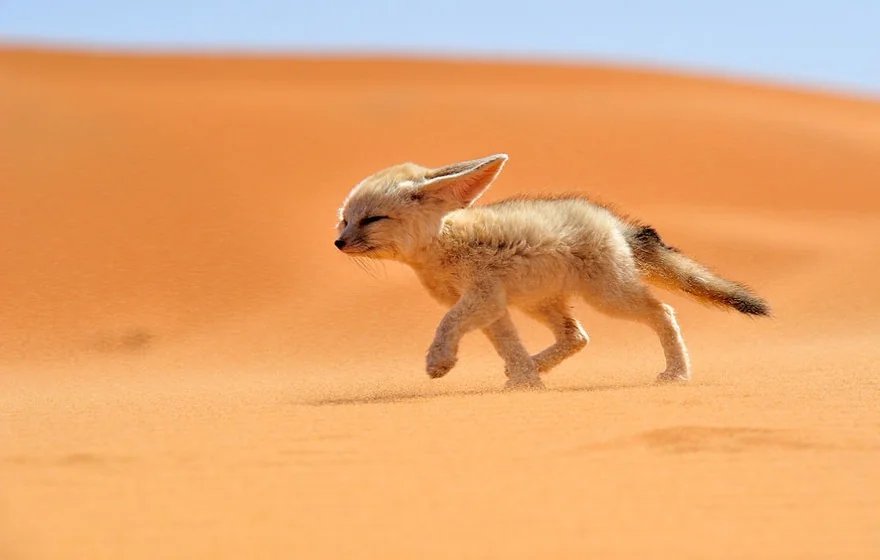The Fennec also known as the Desert Fox native to the Sahara desert and Arabia.