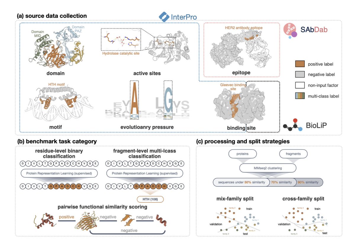 BiologyAIDaily's tweet photo. VENUSX: Unlocking Fine-Grained Functional Understanding of Proteins

１．VENUSX is the first large-scale benchmark specifically designed to evaluate protein models at fine-grained functional levels—residue, fragment, and domain—addressing the critical gap left by coarse protein-level annotations in existing benchmarks.

２．It introduces three comprehensive task categories: residue-level binary classification, fragment-level multi-class classification, and pairwise functional similarity scoring, spanning over 878,000 curated examples and 56 datasets.

３．Residue-level tasks target the identification of functionally important residues, such as catalytic, binding, and epitope sites, enabling evaluation of models on fine-resolution interpretability and mechanistic understanding.

４．Fragment-level classification maps functional subregions to their InterPro family types (e.g., domains, motifs), supporting applications like domain annotation, multi-function prediction, and structural proteomics.

５．The pairwise similarity task assesses how well models capture functional relationships between proteins or fragments without supervision—crucial for enzyme discovery and remote homolog detection.

６．VENUSX is built from three high-quality sources: InterPro for functional domains and motifs, BioLiP for ligand binding sites, and SAbDab for antibody–antigen epitopes. Each entry is rigorously filtered and aligned with AlphaFold structures.

７．Both in-distribution (mix-family) and out-of-distribution (cross-family) splits are included, across identity thresholds of 50%, 70%, and 90%, enabling fair and challenging generalization tests.

８．Baseline evaluation covers diverse models: protein LMs (e.g., ESM2, PROTBERT), sequence–structure hybrids (e.g., SAPROT, PROTSSN), structure-only networks (e.g., GVP-GNN), and alignment tools (e.g., BLAST, TM-ALIGN, FOLDSEEK).

９．In residue-level tasks, sequence–structure models like SAPROT-650M outperform LMs by large margins on cross-family splits, especially for harder targets like catalytic and binding sites.

１０．Fragment-level results show similar trends, with hybrid models achieving higher accuracy and macro-F1 scores—particularly in label-imbalanced settings where structure helps mitigate data skew.

１１．In similarity scoring, structure-based methods like FOLDSEEK and TM-VEC dominate, but large sequence–structure models (e.g., PROTT5, SAPROT) are highly competitive and computationally more efficient.

１２．Results highlight that many popular protein models generalize poorly to fine-grained tasks, often relying on global distributional cues rather than true functional signals—VENUSX exposes these limitations systematically.

１３．The benchmark includes standardized naming conventions, balanced class splits, and interpretable evaluation metrics (AUPR, macro-F1, ROC-AUC), fostering reproducibility and benchmarking best practices.

１４．VENUSX provides a critical resource to guide the development of next-generation protein models that are biologically interpretable, generalizable across protein families, and capable of learning fine-resolution function.

💻Code: https://t.co/cAjy4dXQiN
📜Paper: https://t.co/yU2XdR2wck

#ProteinFunction #Benchmarking #ResidueLevelAnnotation #ProteinLanguageModels #StructuralBiology #FunctionalPrediction #AI4Biology #ComputationalBiology